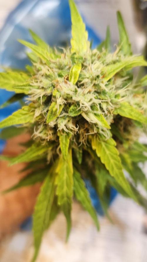 sherbet queen01. Week 10