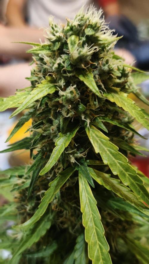 sherbet queen01. Week 10