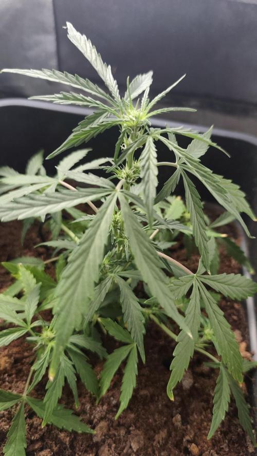 gelato auto01. Week 5