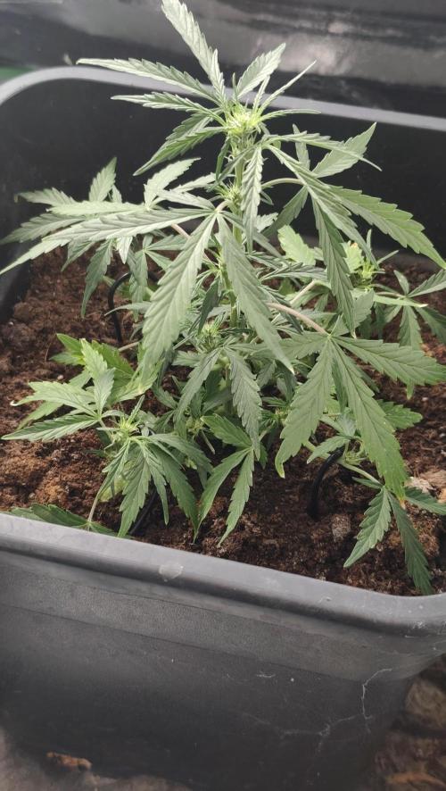 gelato auto01. Week 5