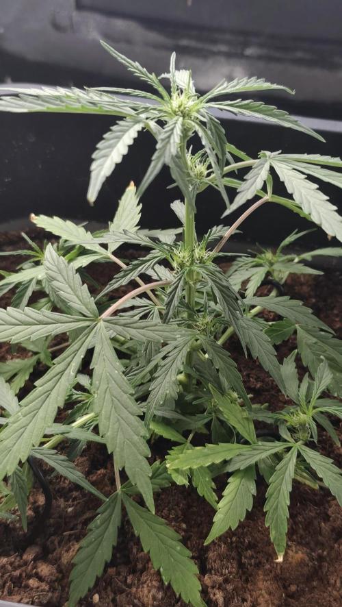 gelato auto01. Week 5