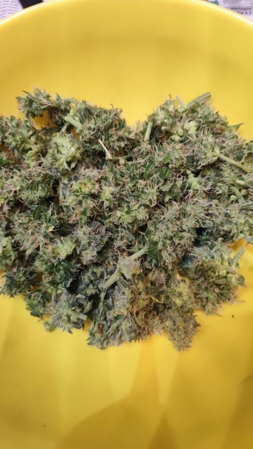 sherbet queen01. Week 11