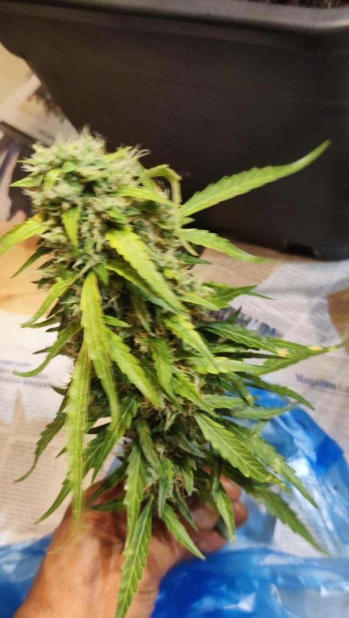 sherbet queen01. Week 11