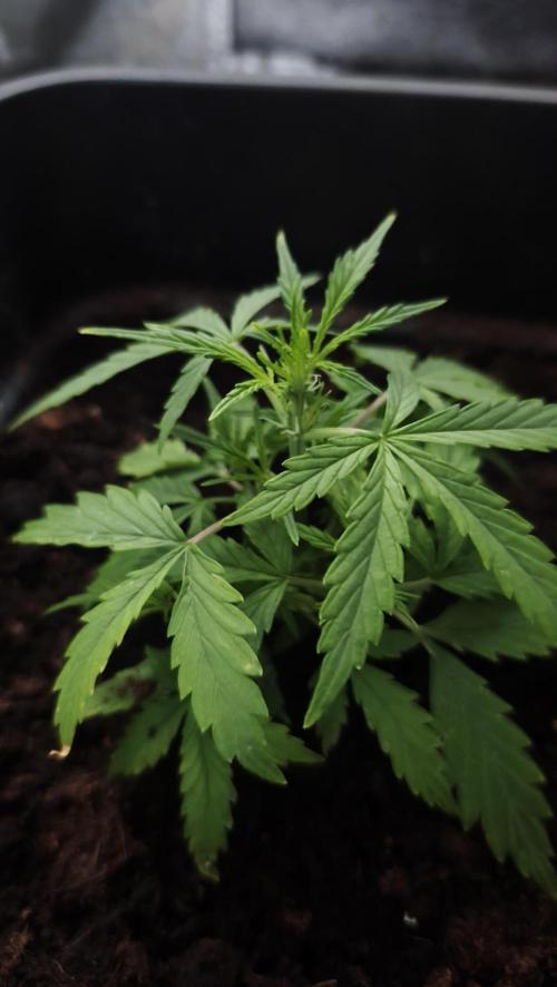 sherbet queen01. Week 11