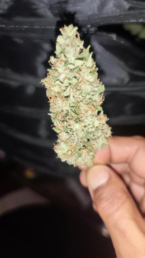 sherbet queen01. Week 11