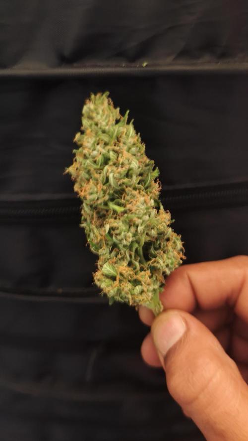 sherbet queen01. Week 11