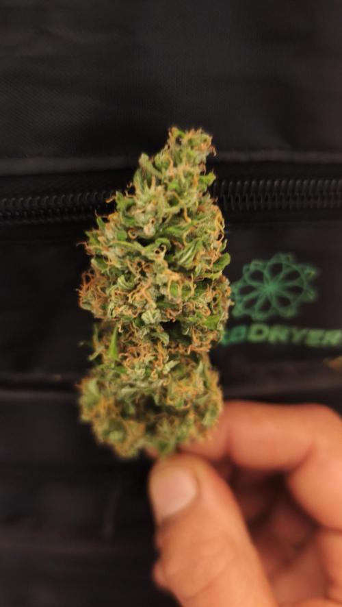 sherbet queen01. Week 11