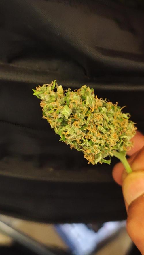 sherbet queen01. Week 11