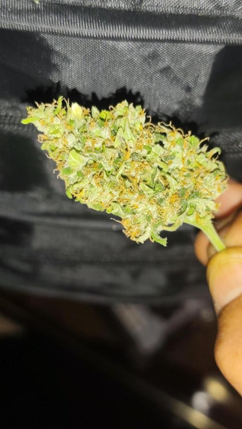 sherbet queen01. Week 11