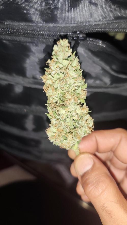 sherbet queen01. Week 11
