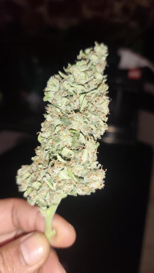 sherbet queen01. Week 11