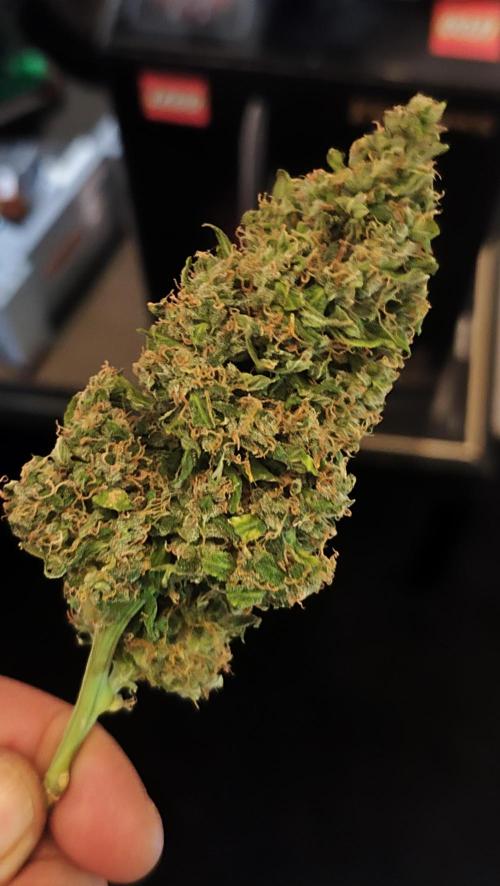 sherbet queen01. Week 11