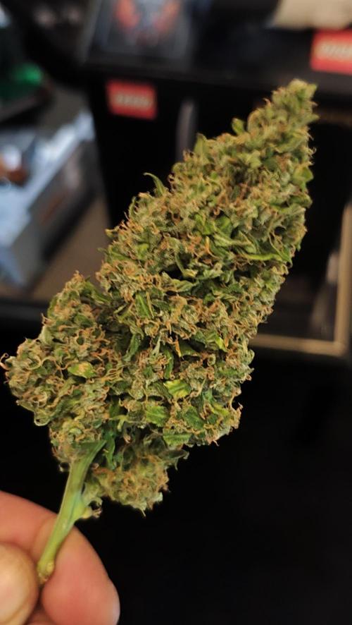 sherbet queen01. Week 11