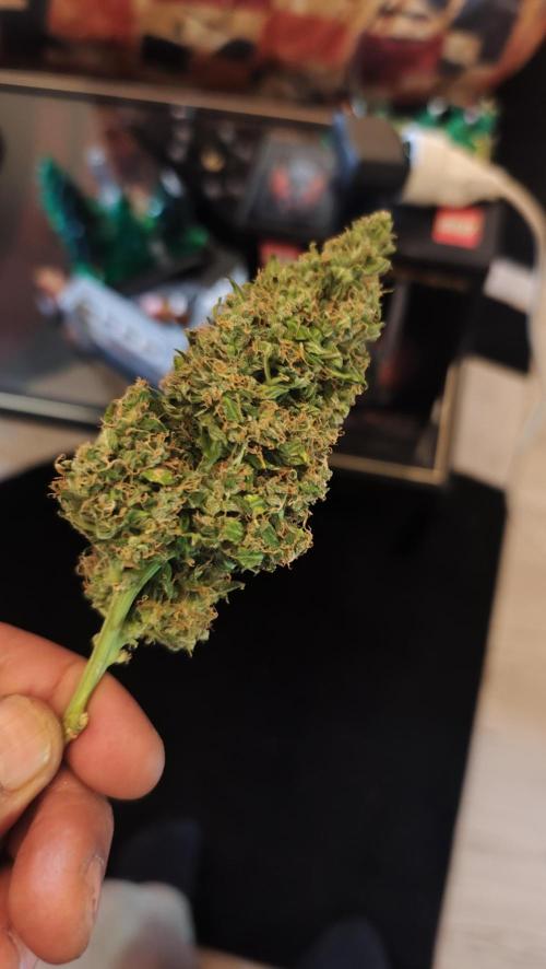 sherbet queen01. Week 11