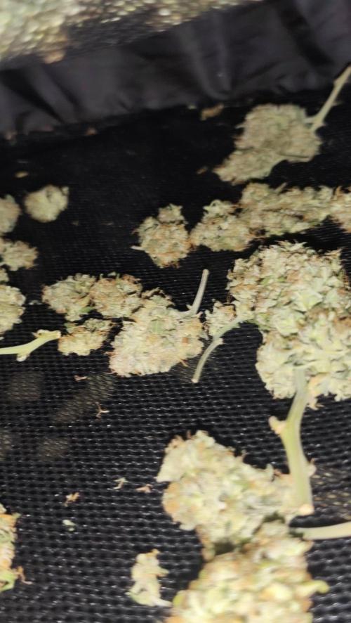 sherbet queen01. Week 11