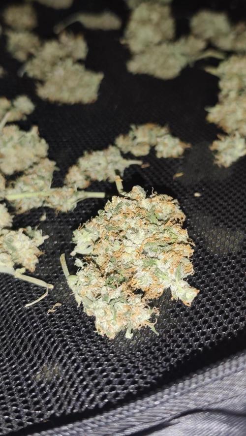 sherbet queen01. Week 11