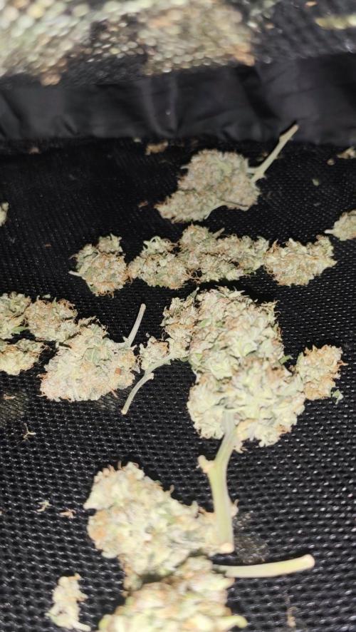 sherbet queen01. Week 11