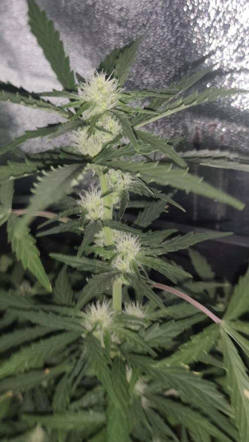 gelato auto01. Week 6