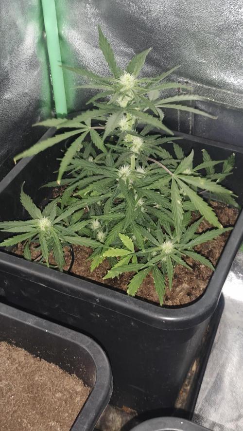 gelato auto01. Week 6