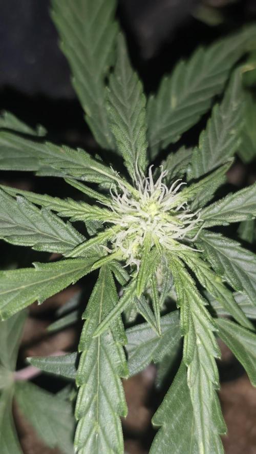 gelato auto01. Week 6