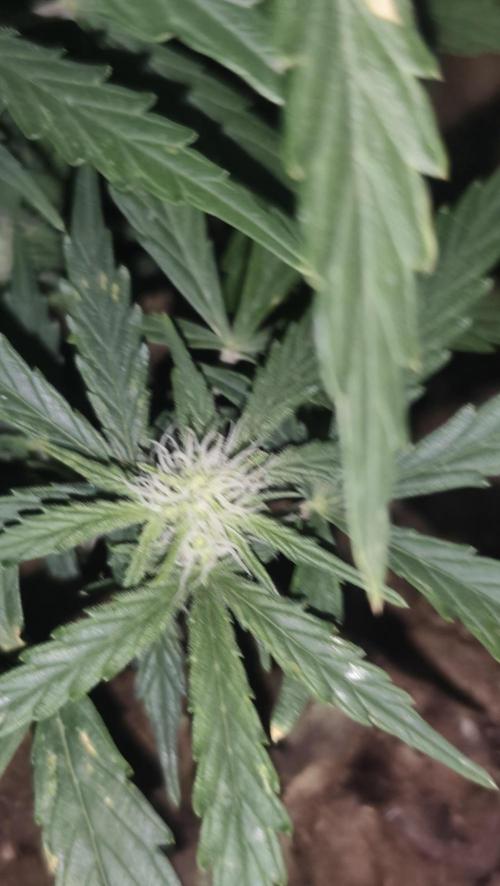 gelato auto01. Week 6