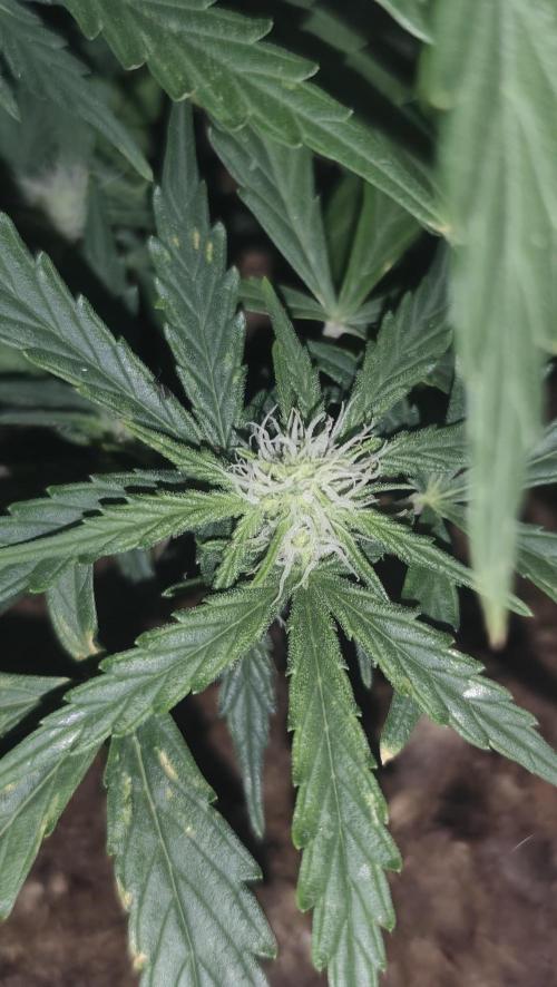 gelato auto01. Week 6