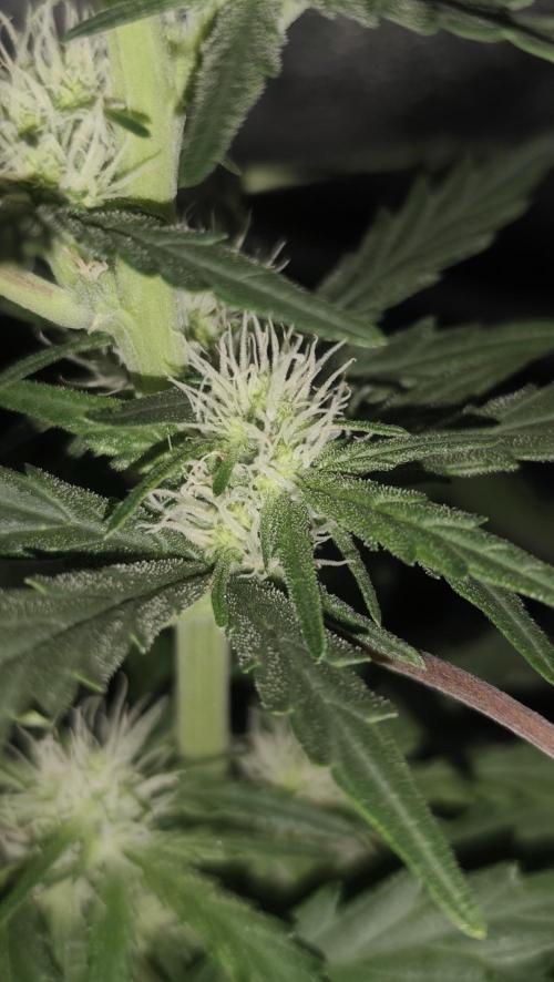 gelato auto01. Week 6