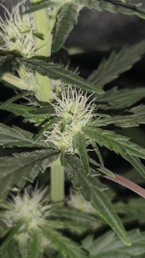 gelato auto01. Week 6