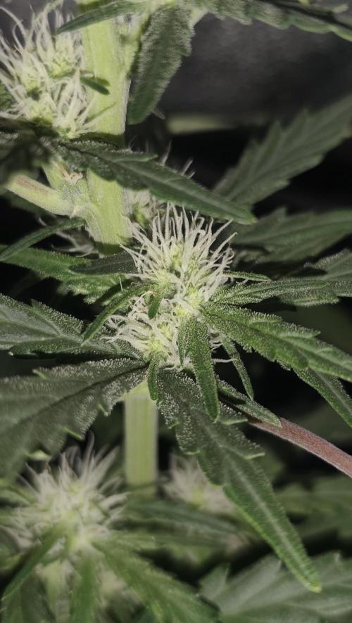 gelato auto01. Week 6