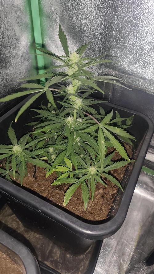 gelato auto01. Week 6