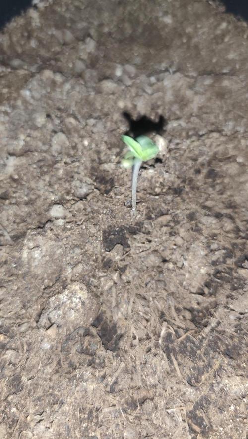 purple haze auto 01. Week 0