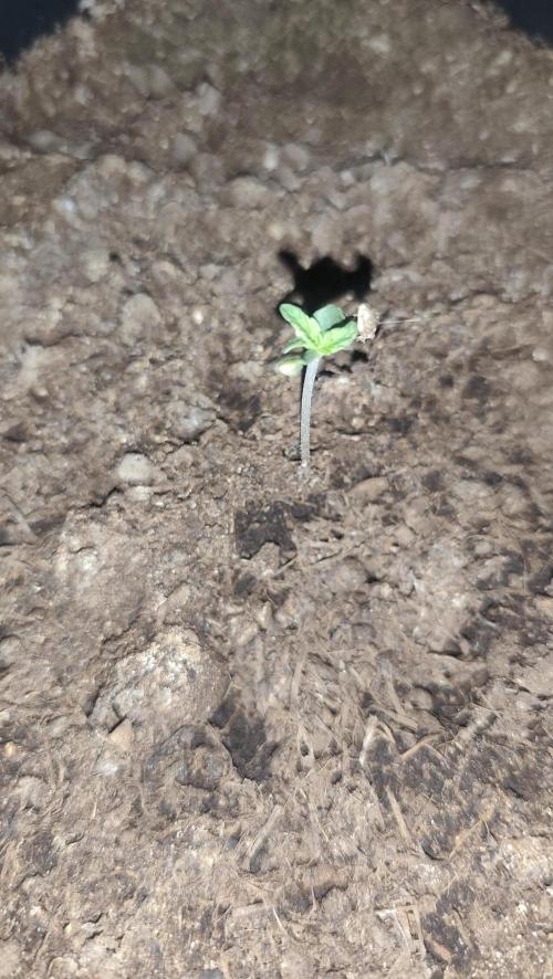 purple haze auto 01. Week 0