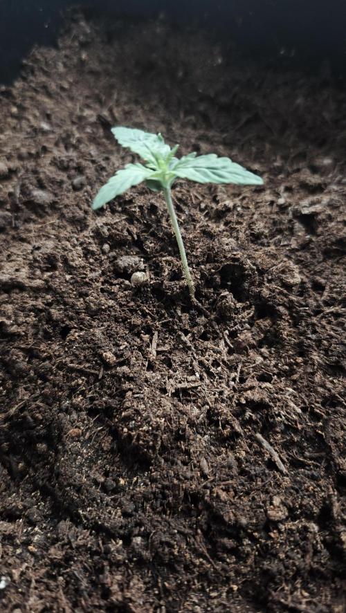 purple haze auto 01. Week 1