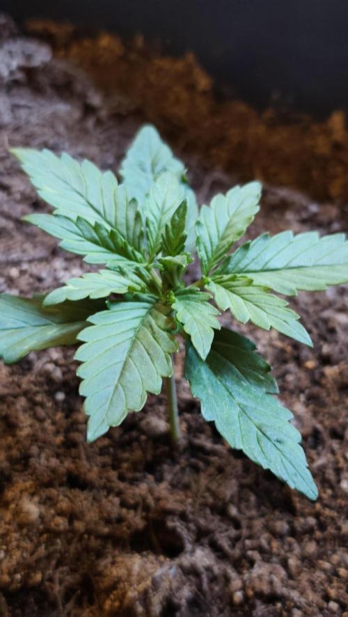 purple haze auto 01. Week 2