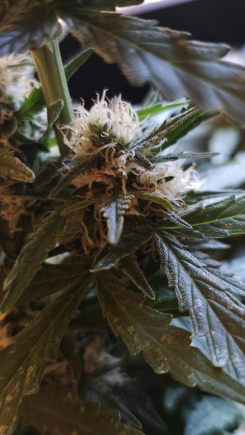 gelato auto01. Week 7