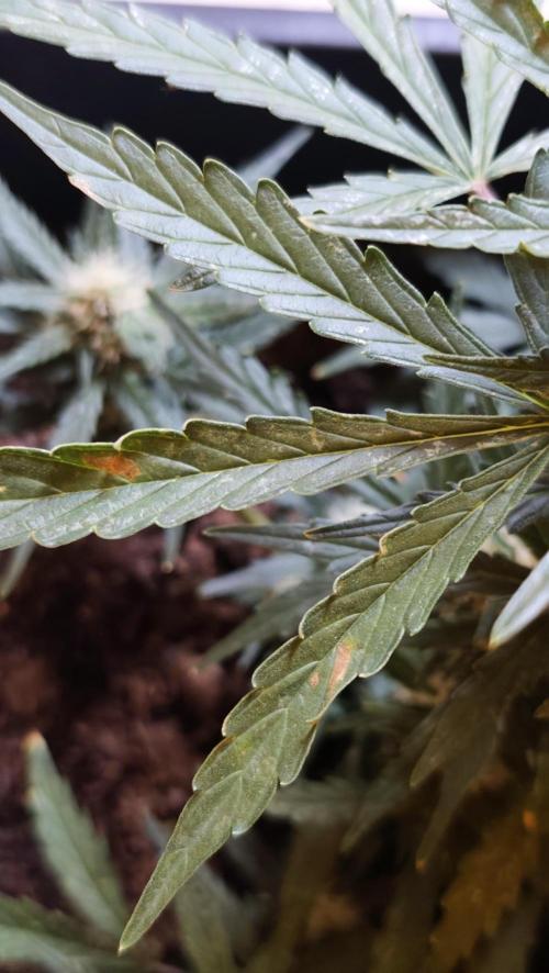 gelato auto01. Week 7