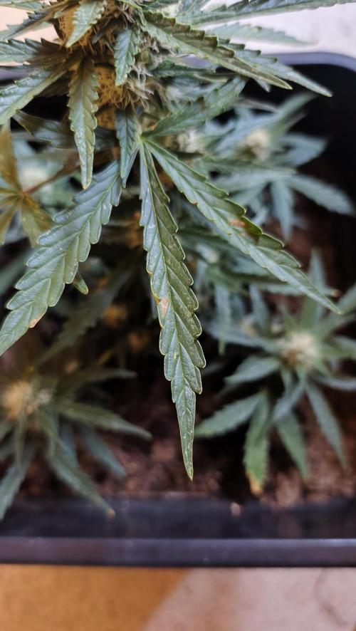 gelato auto01. Week 7