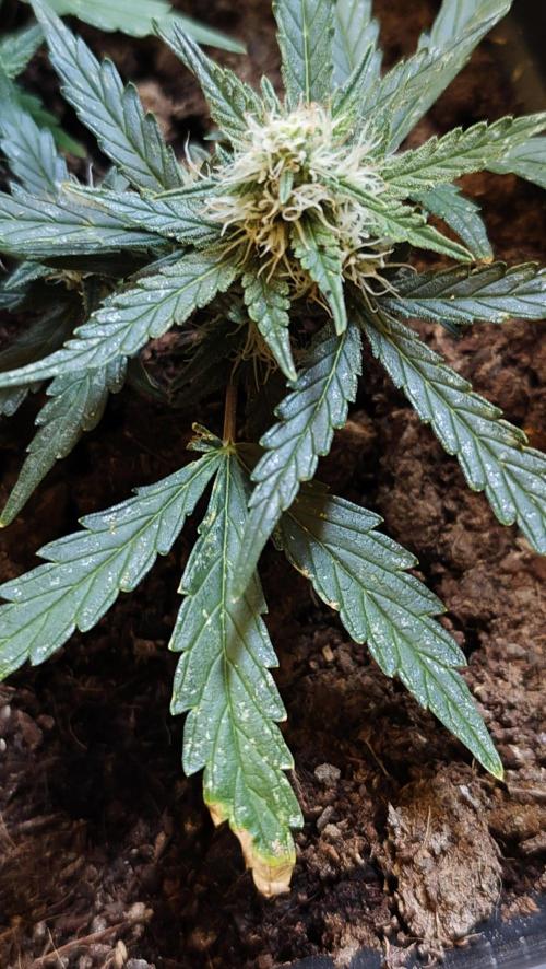 gelato auto01. Week 7