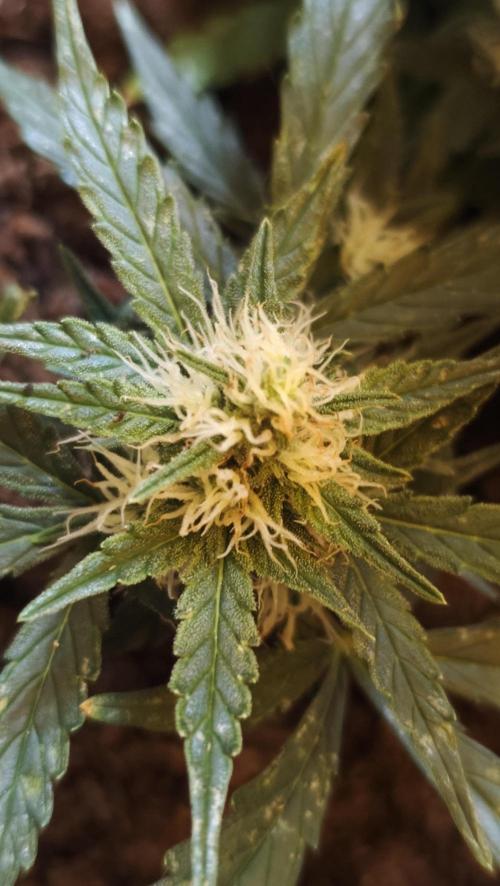 gelato auto01. Week 7