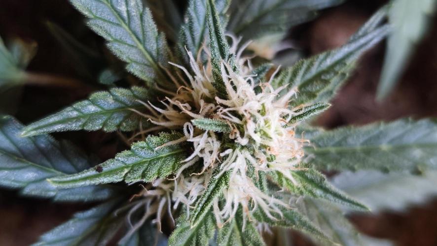 gelato auto01. Week 7