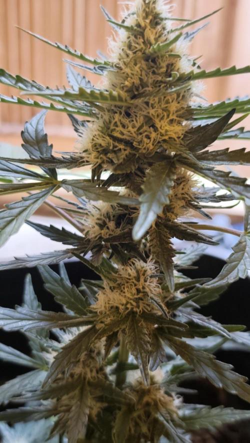 gelato auto01. Week 7