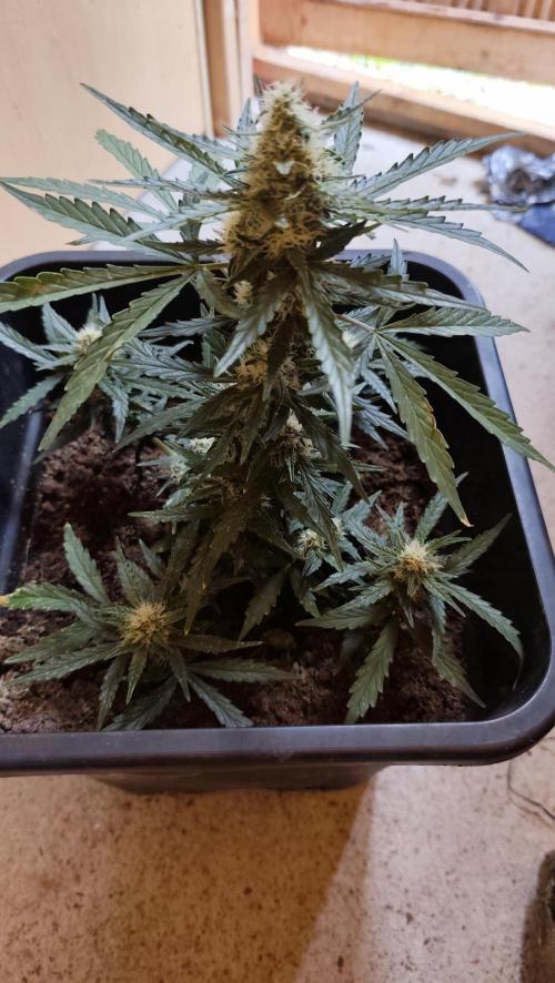 gelato auto01. Week 7