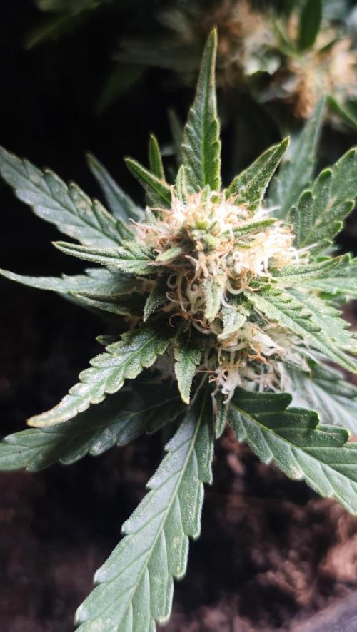 gelato auto01. Week 8