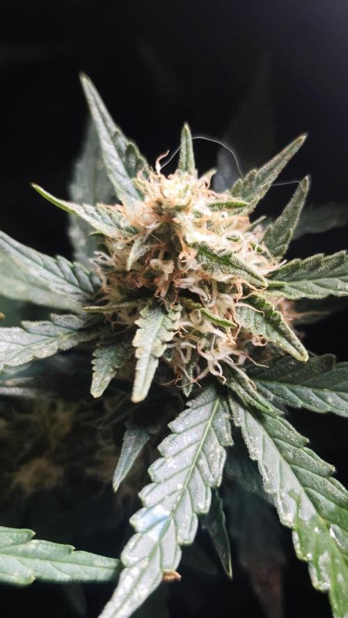 gelato auto01. Week 8