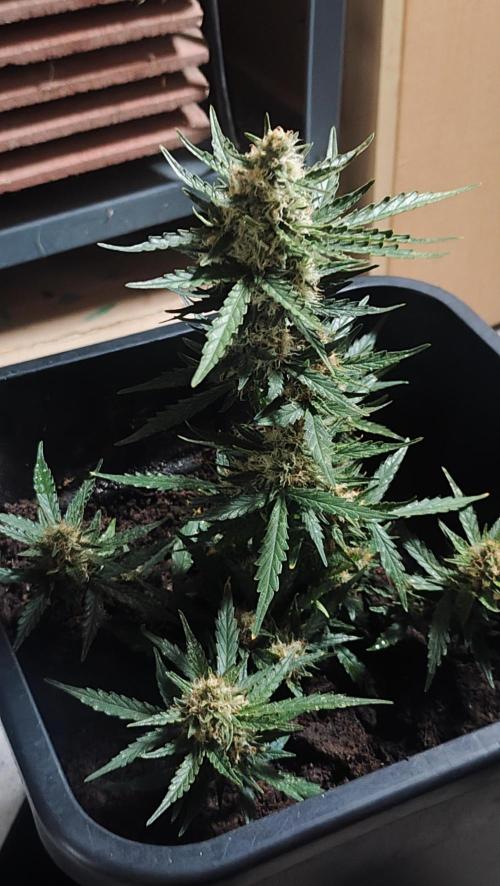 gelato auto01. Week 8