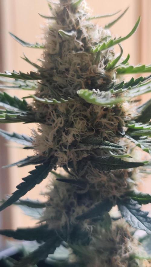 gelato auto01. Week 8