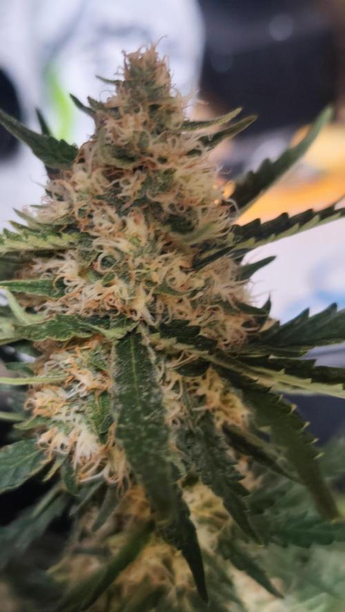 gelato auto01. Week 8
