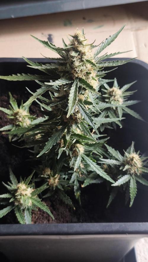 gelato auto01. Week 8
