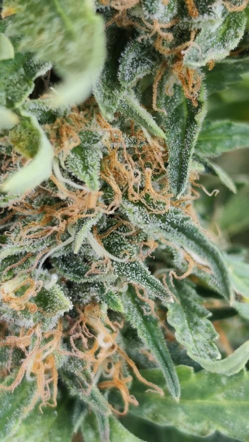 gelato auto01. Week 10