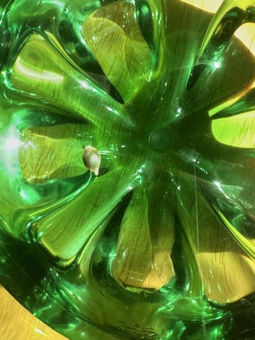 Rainbow Melon. Week 0